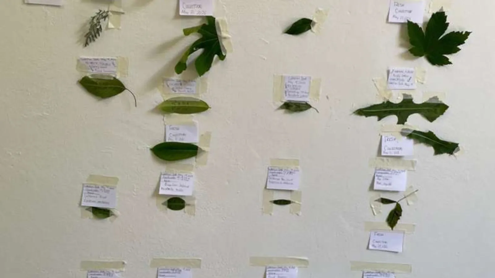 example of ecoart studio creation from study abroad program