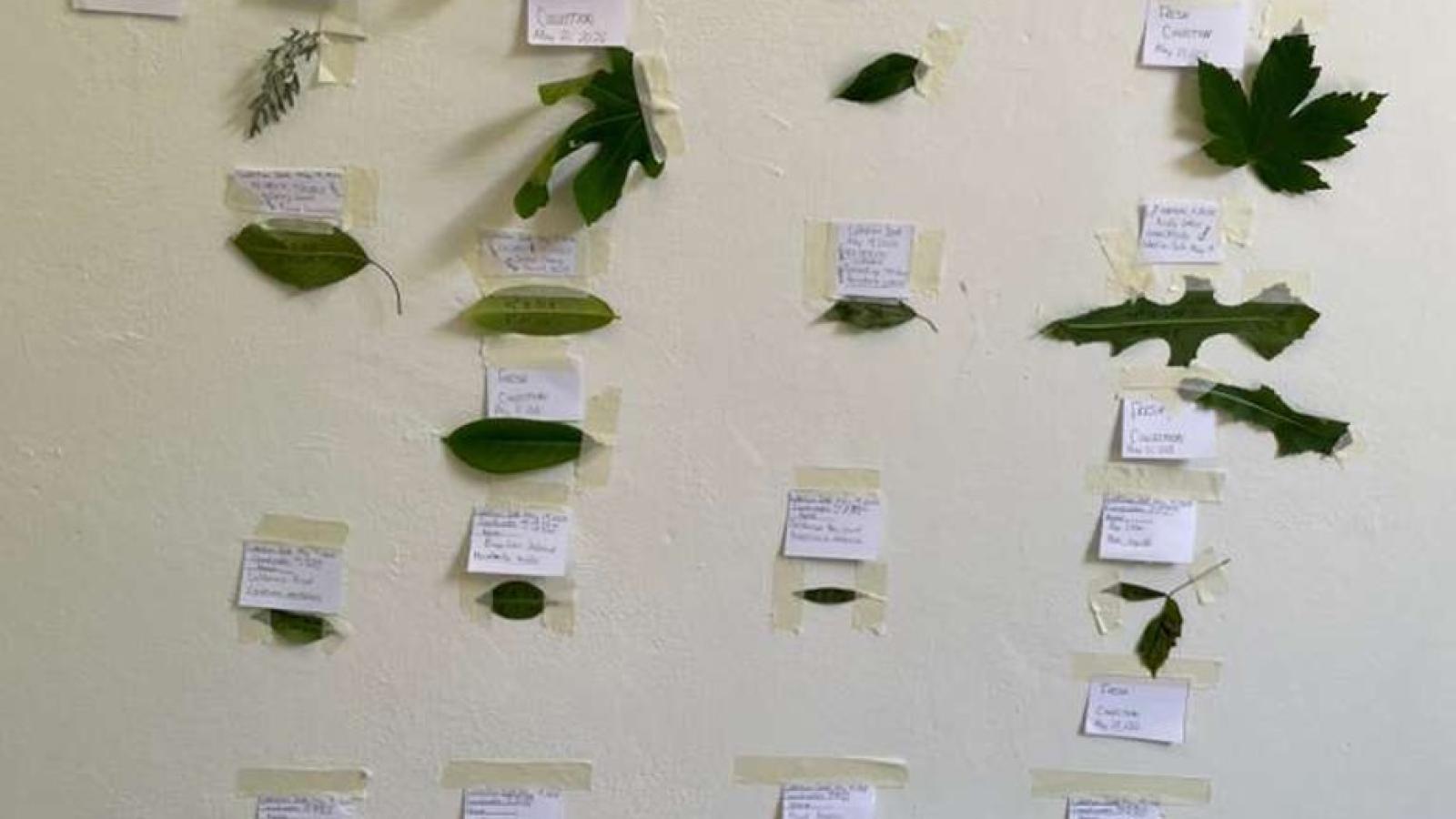 example of ecoart studio creation from study abroad program